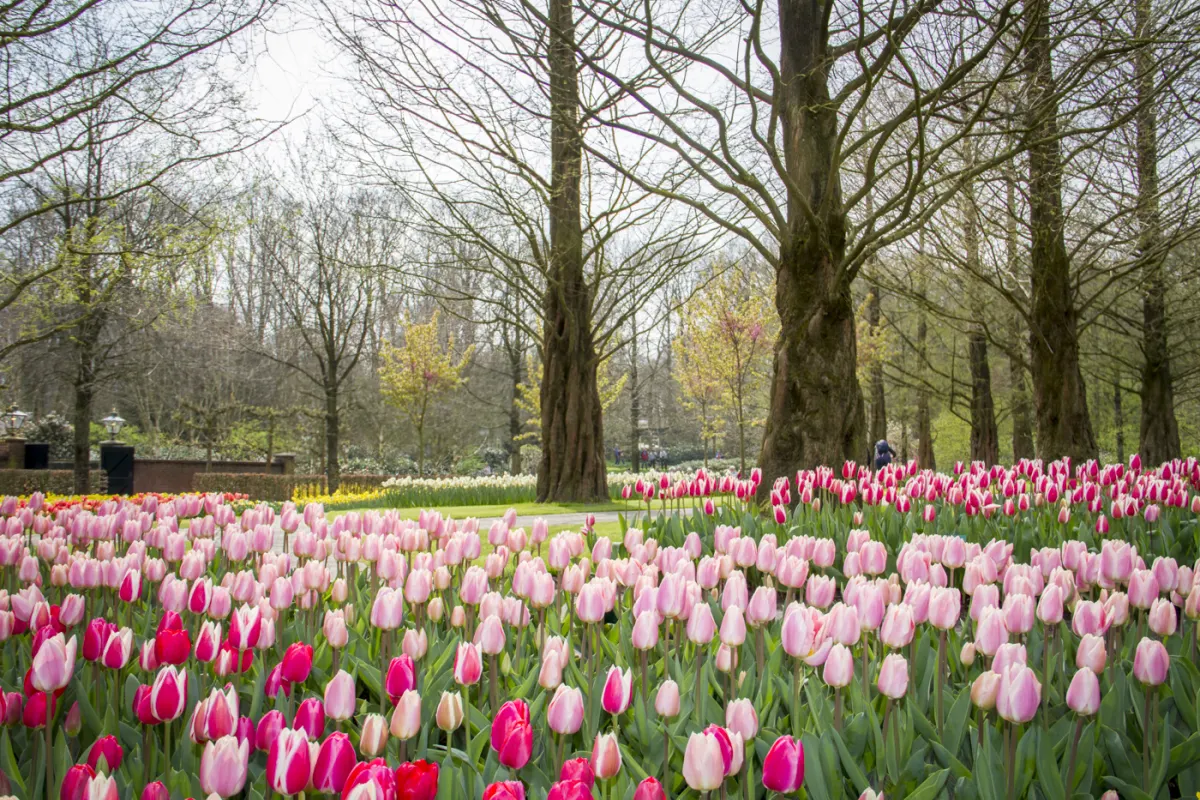 Tulipes roses Keukenhof