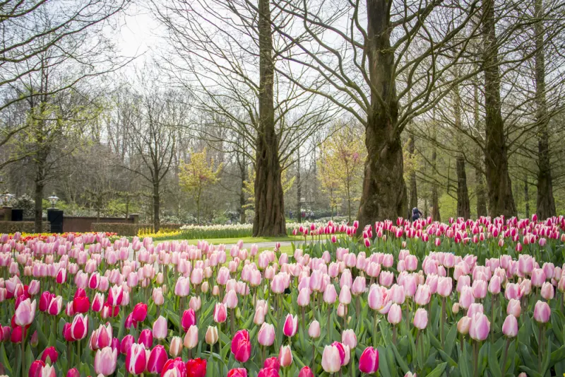 Tulipes roses Keukenhof