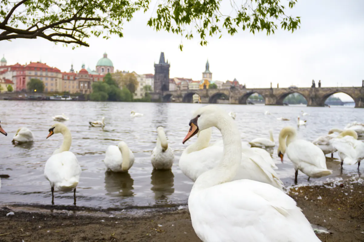 Cygnes à Prague