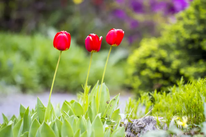 Tulipes à Petřín