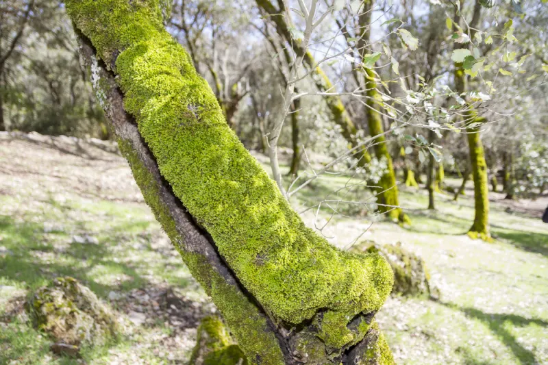 Lichen des arbres à Ain Vittel