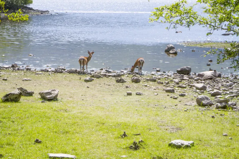 Biches à Killarney