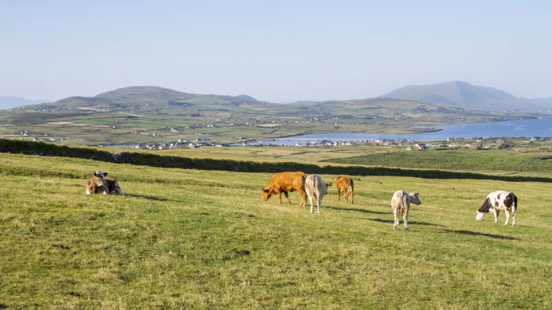 Troupeau de vaches dans le Kerry