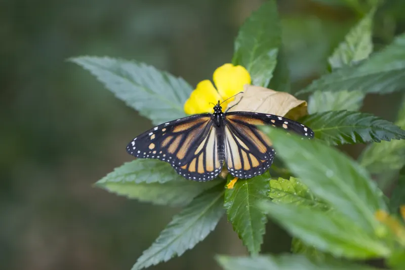 Mariposario de Benalmadena