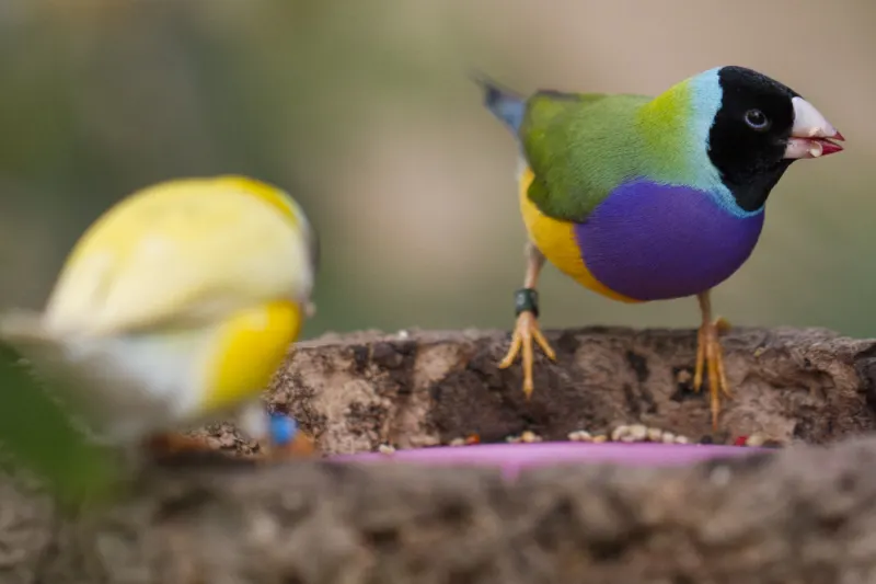 Au Mariposario de Benalmadena