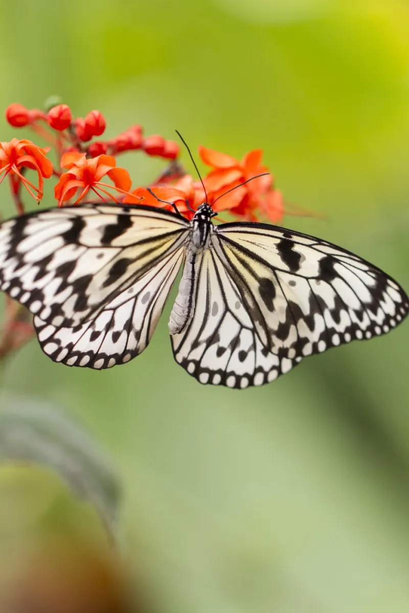 Mariposario de Benalmadena