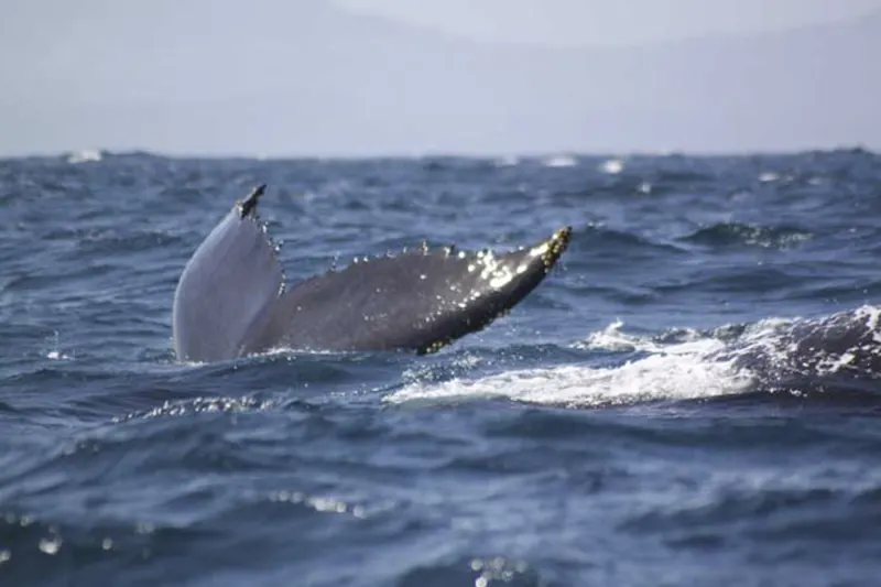 Baleine à Samana