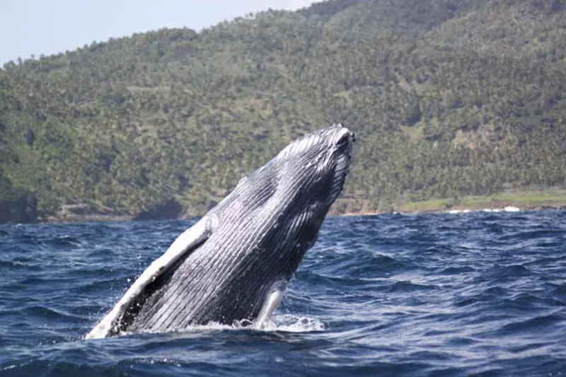 Baleine à bosse