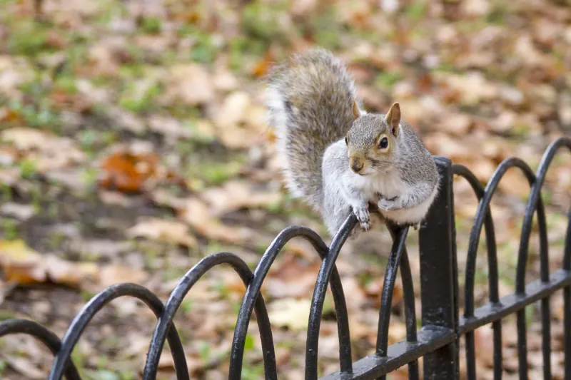 Ecureuil à St James park