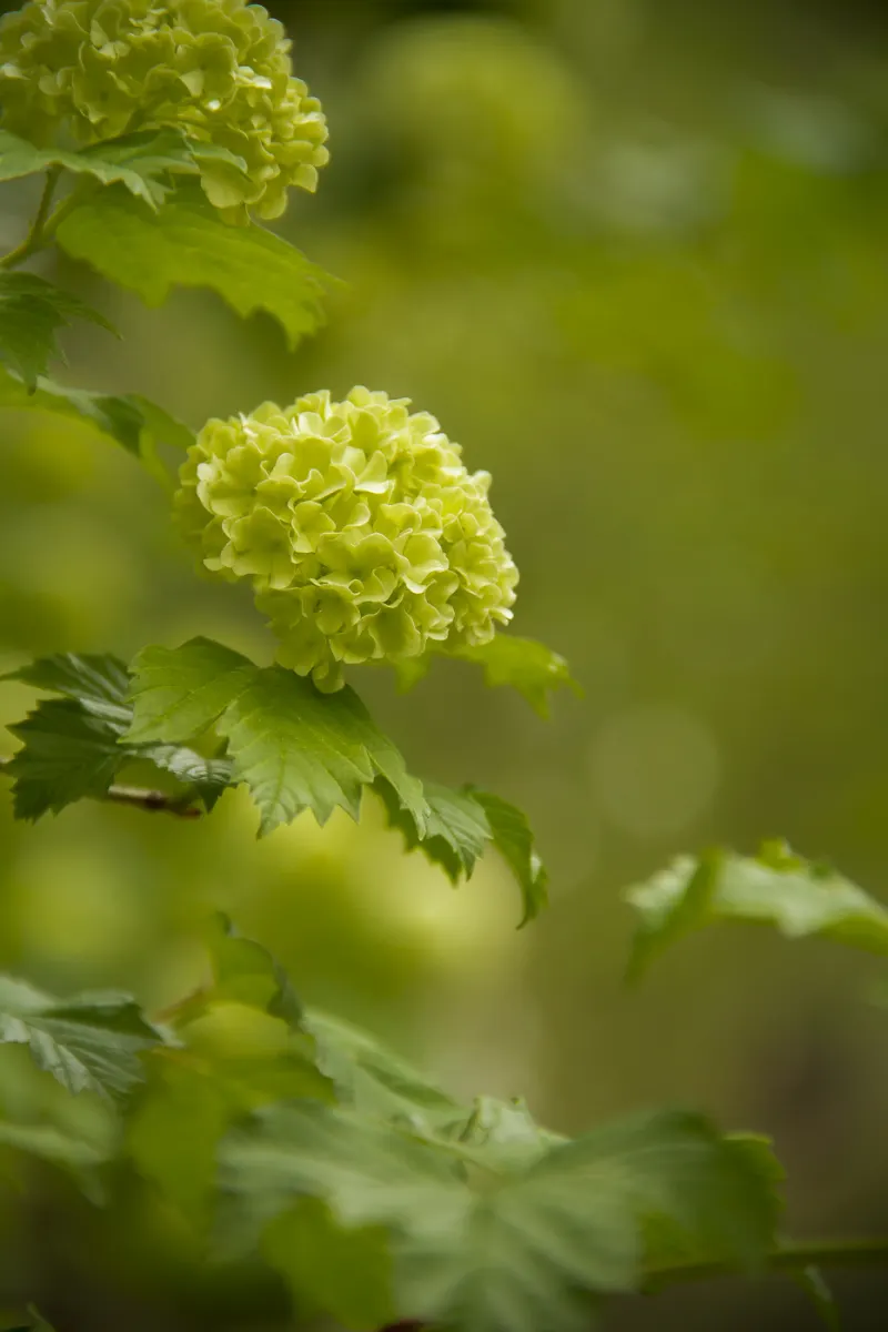 Hortensia à la Quinta da Regaleira