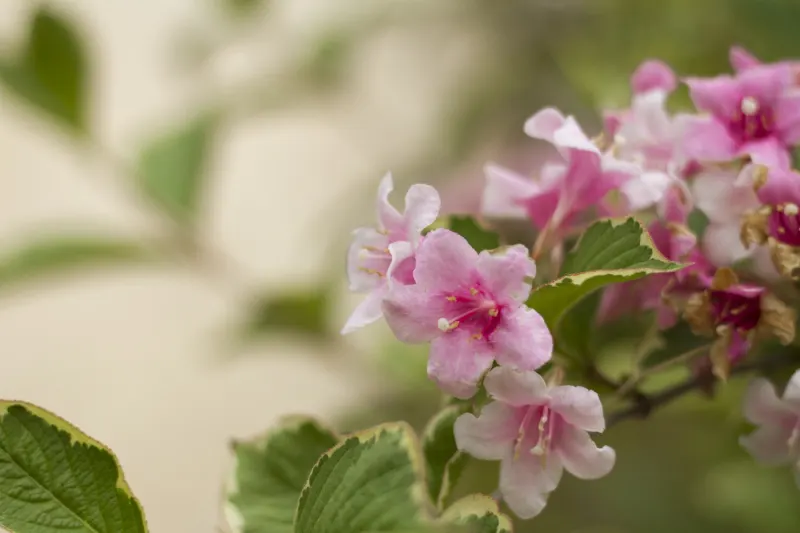 Fleurs à la Quinta da Regaleira