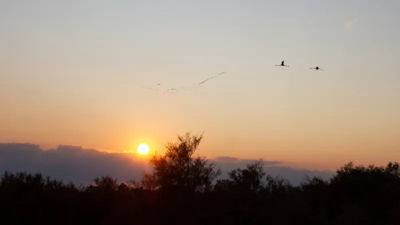 Coucher de soleil au Parc Ornithologique du Pont de Gau