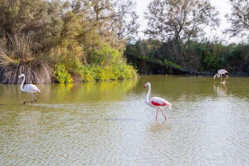 Parc Ornithologique du Pont de Gau