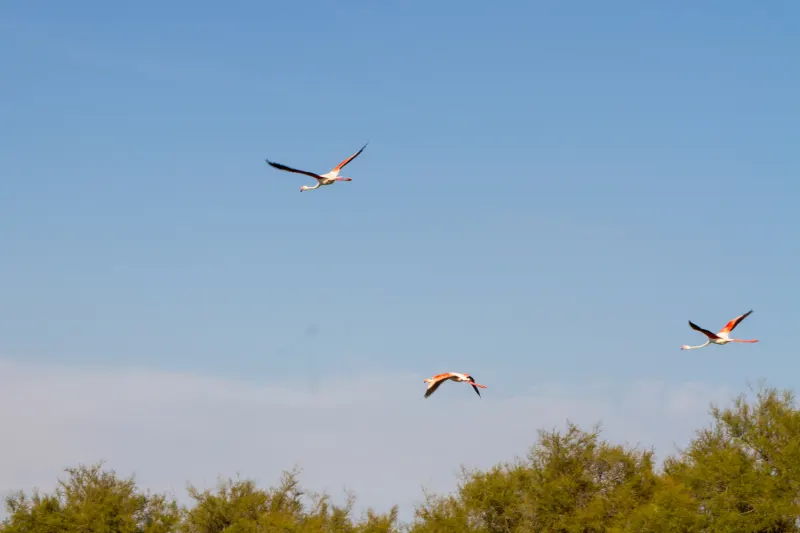 Parc Ornithologique du Pont de Gau
