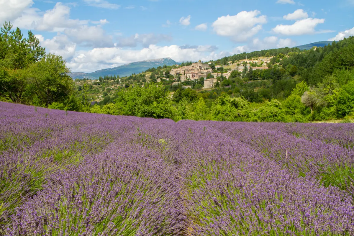 Champs de lavande en Provence