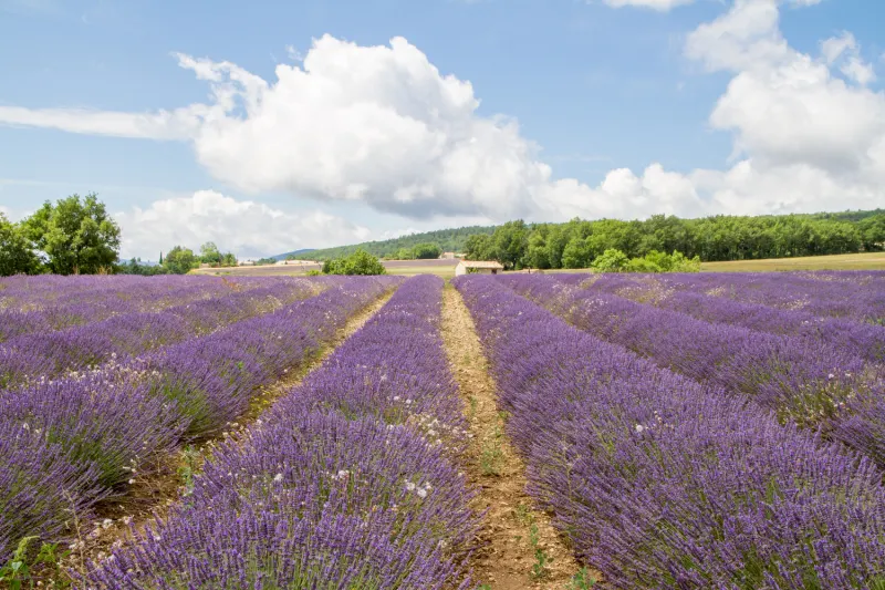 Champs de lavande à Sault
