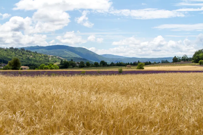Champs de blé et de lavande à Sault