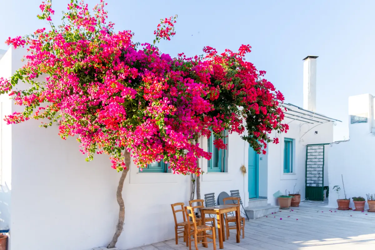 Lefkès