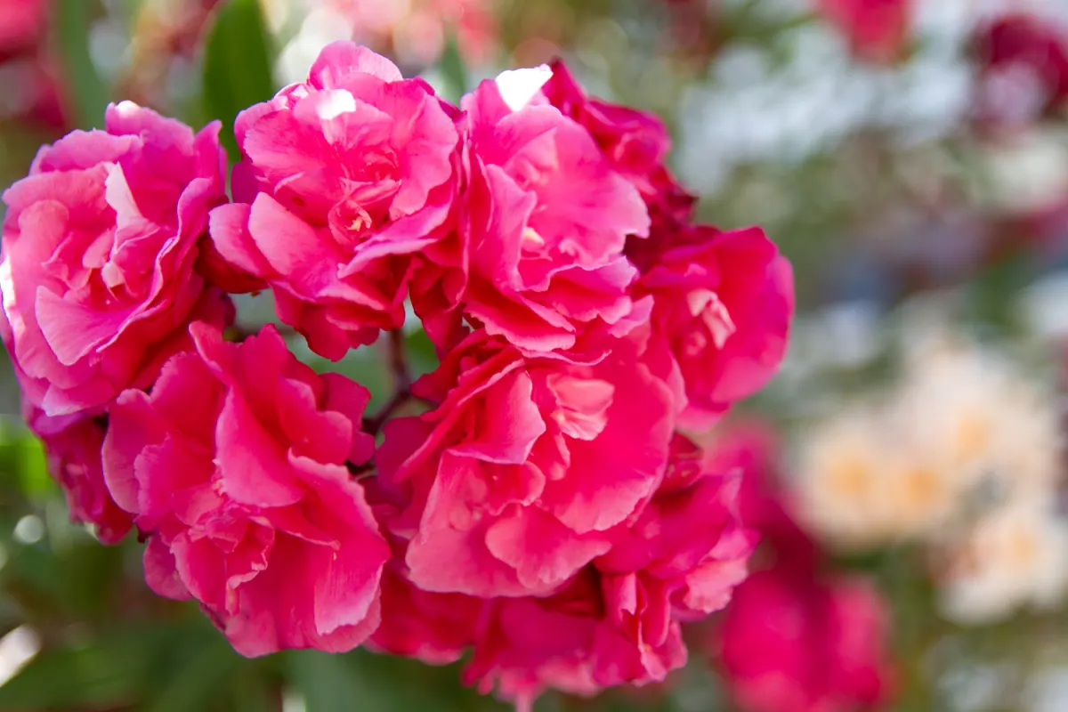 "Fleurs