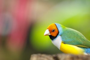 Oiseau au mariposario de Benalmadena