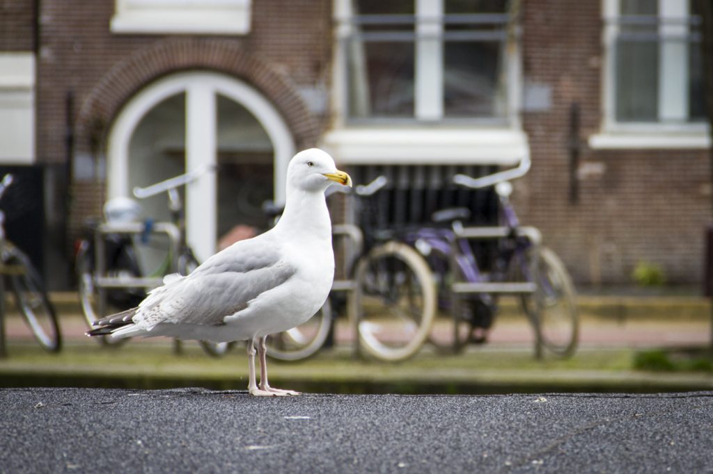 Amsterdam oiseau