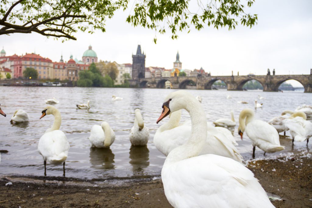 Cygnes à Prague