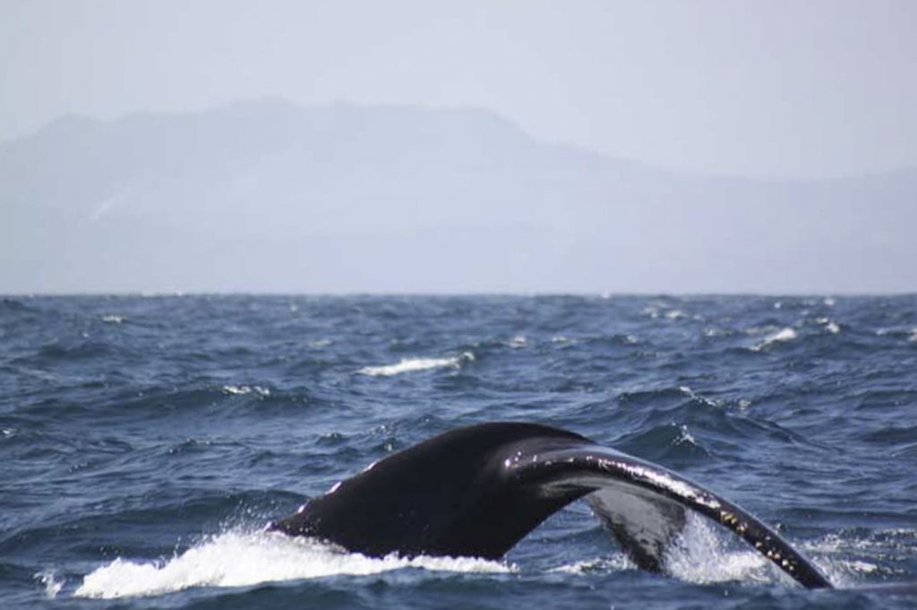 Baleine à Samana