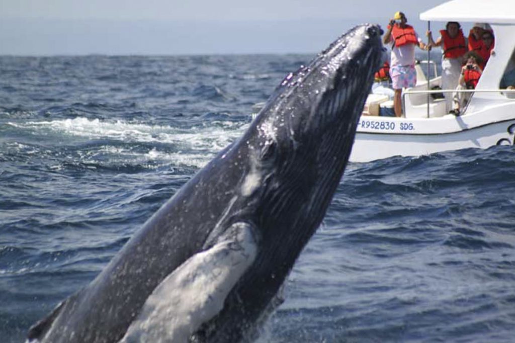 Observation de baleines
