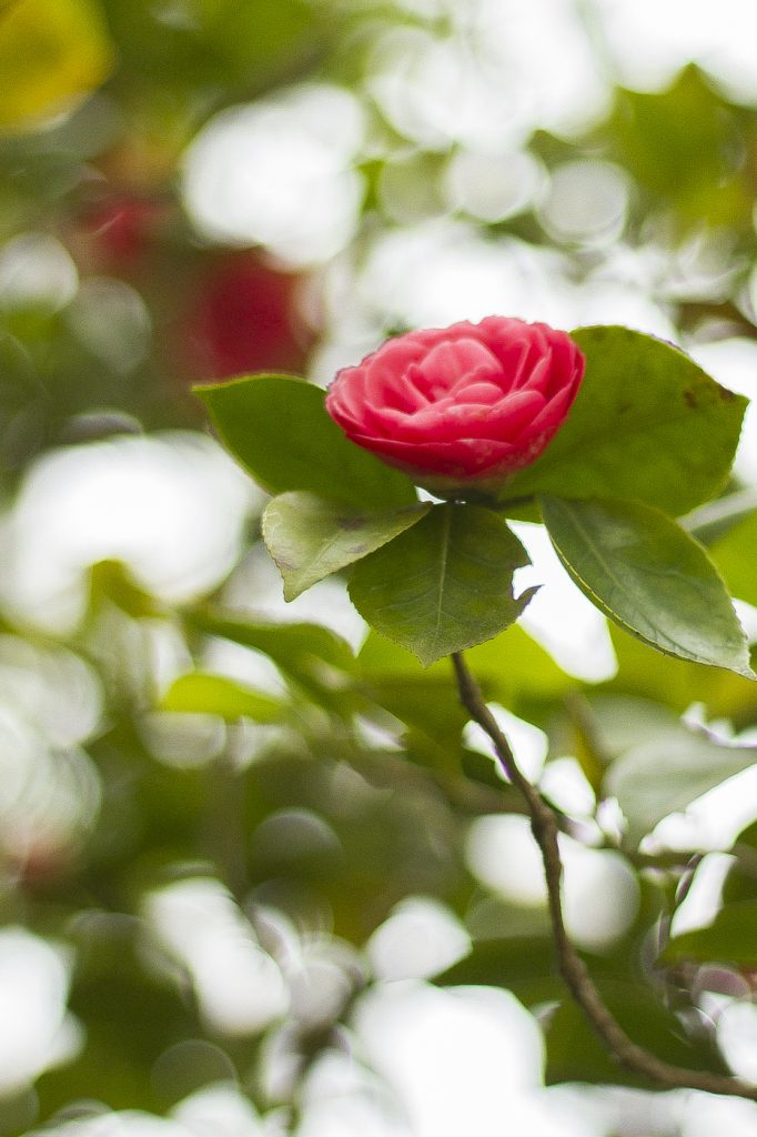 Rose à la Quinta da Regaleira